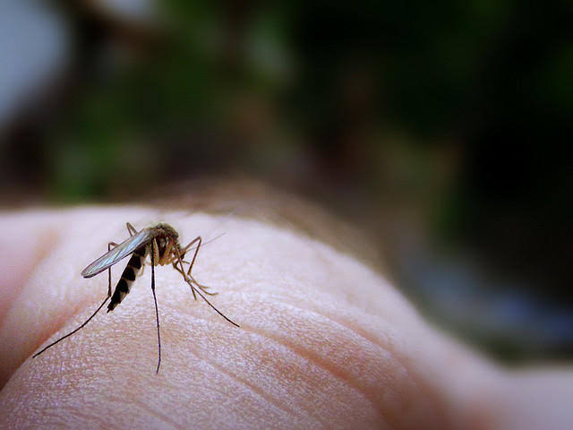 NH adult positive for mosquito-borne Jamestown Canyon infection