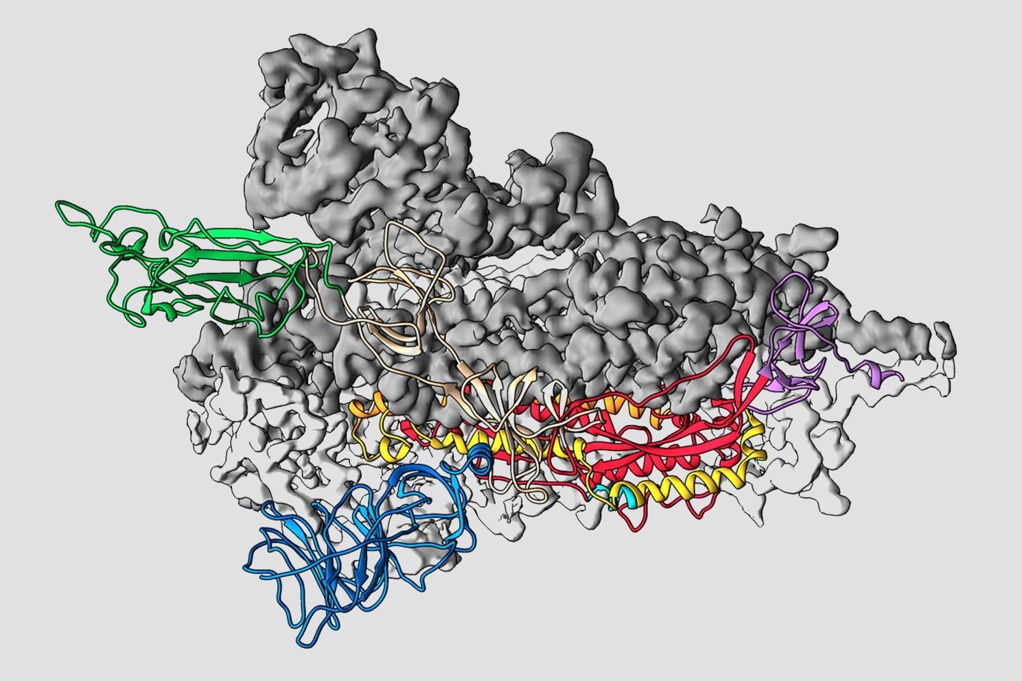 A new map of coronavirus protein could prompt an immunization